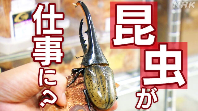 新しい職業?「インセクトブリーダー」昆虫の繁殖を仕事に