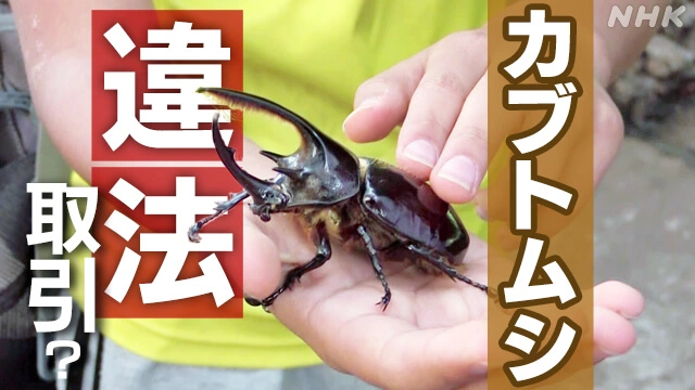 カブトムシ違法取引で日本人が逮捕? 「エキゾチックペット」消費大国との批判も