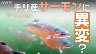チリ産サーモンに“待った”!? サーモン生産大国で何が
